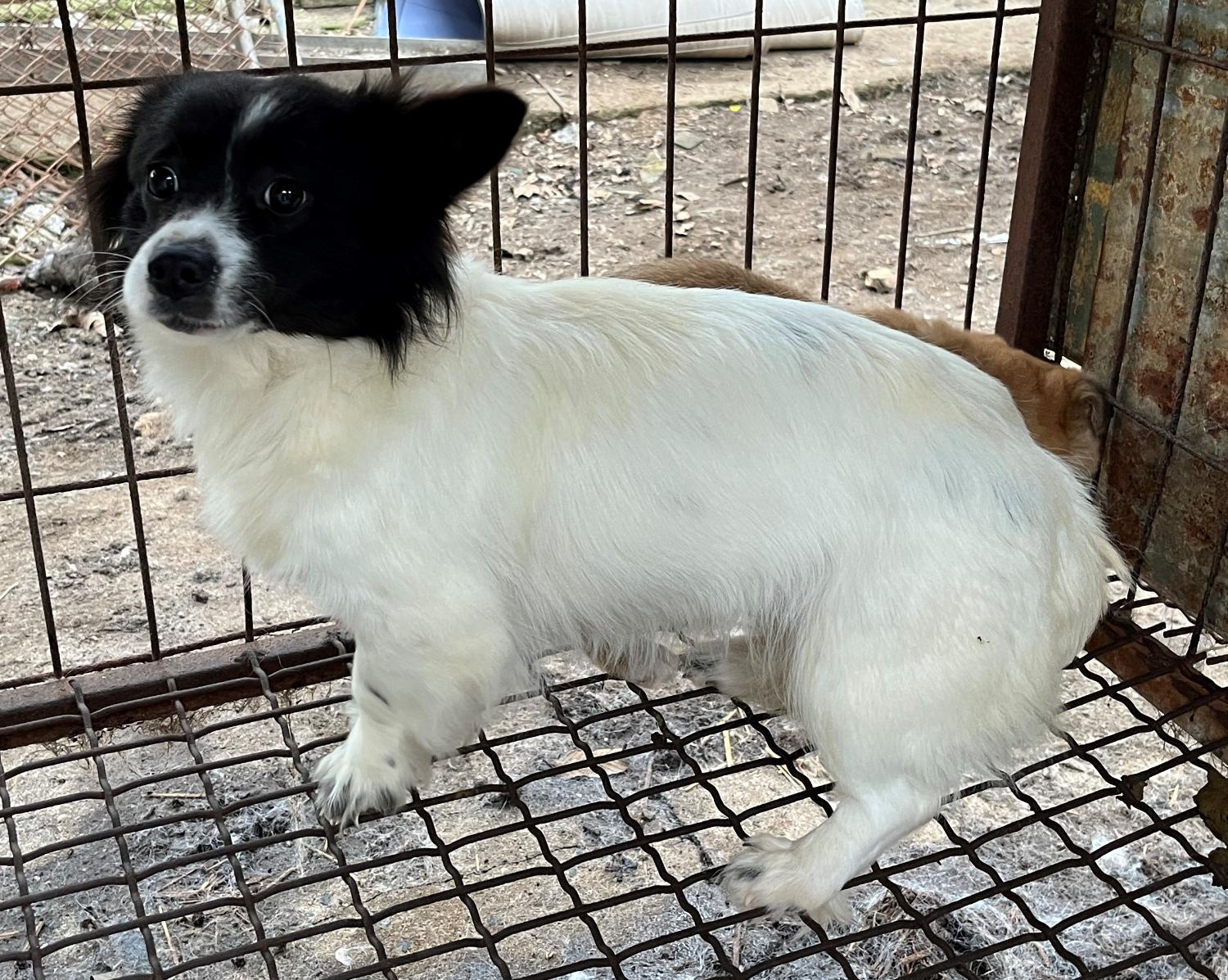 진도개메디컬센터_446500202300182